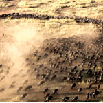 Masai Mara Exploration : AfricaSafariTrips