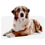 Medium 10-25 KG Dog Food - DogfyDiet