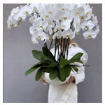 Modern White Orchids In A Ceramic Vase , Bloom Nation