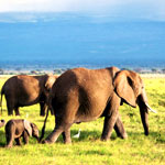 Mombasa & Beach Safari - Africa Safari Trips