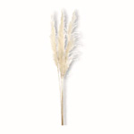 Natural Pampas Stem - Bouclair