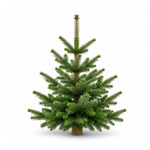 Nordmann Fir : Kaisertanne
