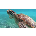 Oahu Ultimate Circle Island Tour | Ultimate Circle Island Tours