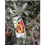 Olive Tree  Arbequina - Can Juanito