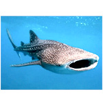 Playa Mujeres Swim Whale Shark - Delphinus Riveiera Maya