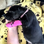 Puppy Mae Needs Emergency Care | Theanimalrescuesite.com Puppy Mae Needs Emergency Care | Theanimalrescuesite.com
