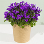 Purple Campanula Plant | Bunches