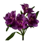 Purple Tiger Lily Flowers - JR Roses