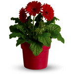Rainbow Rays Potted Gerbera - Flower Shopping