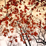Red Maple & Autumn Sky - Art
