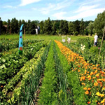 Rent A Vegetable Garden | Meine-ernte.de