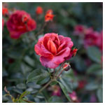 Rosa Hot Chocolate , Crocus