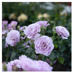 Rosa Lady Perfume - Crocus.co.uk