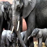 Safari Park Day Ticket : Beekse Bergen