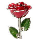 Silver Trimmed Rose - Loveisarose