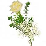 Single White Rose : Bluvesa