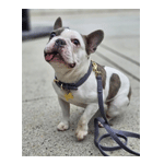 Skinny Leather Leash | Ledogcompany.com
