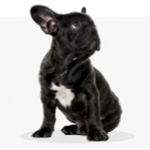 Small 3-9 KG Dog Food - Dogfydiet.com