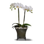 Springtime Duet - Flower.com