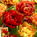 Sun Lover Tulips - Florium