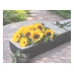 Sunflowers Special - Mr Roses