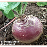 Swede Magres Seeds - Thompson-morgan.com