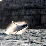 Sydney Whale Watching Cruise - Adrenaline