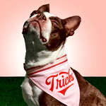 Turns Tricks Dog Bandana | Brassmonkeygoods.com