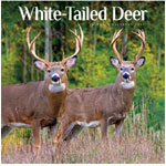 White Tailed Deer - Calendars 