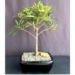 Willow Leaf Ficus Bonsai Tree : BonsaiBoy