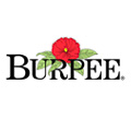 Burpee